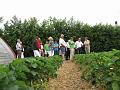 Bezoek aan de Fam. Krijnen, deze streek is bekend voor de aardbeienteelt en wat smaakte ze goed (117)